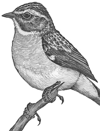 Иллюстрация к книге — Лесные шорохи [i_020.jpg]