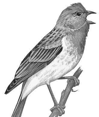 Иллюстрация к книге — Лесные шорохи [i_022.jpg]