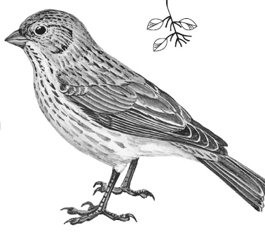 Иллюстрация к книге — Лесные шорохи [i_023.jpg]