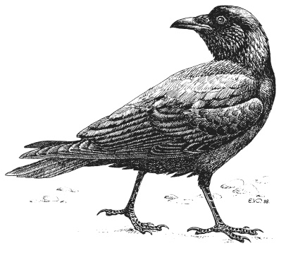 Иллюстрация к книге — Лесные шорохи [i_024.jpg]