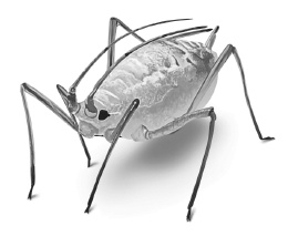 Иллюстрация к книге — Лесные шорохи [i_026.jpg]