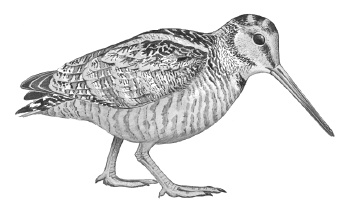 Иллюстрация к книге — Лесные шорохи [i_027.jpg]