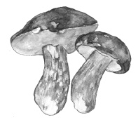 Иллюстрация к книге — Лесные шорохи [i_029.jpg]