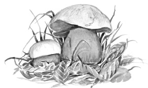 Иллюстрация к книге — Лесные шорохи [i_030.jpg]