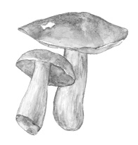 Иллюстрация к книге — Лесные шорохи [i_032.jpg]