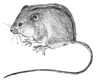 Иллюстрация к книге — Лесные шорохи [i_033.jpg]