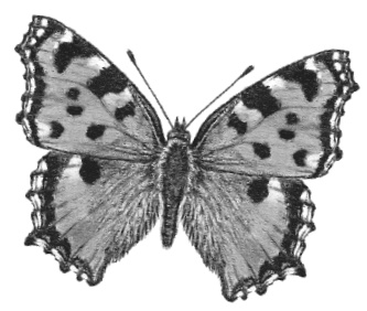 Иллюстрация к книге — Лесные шорохи [i_034.jpg]