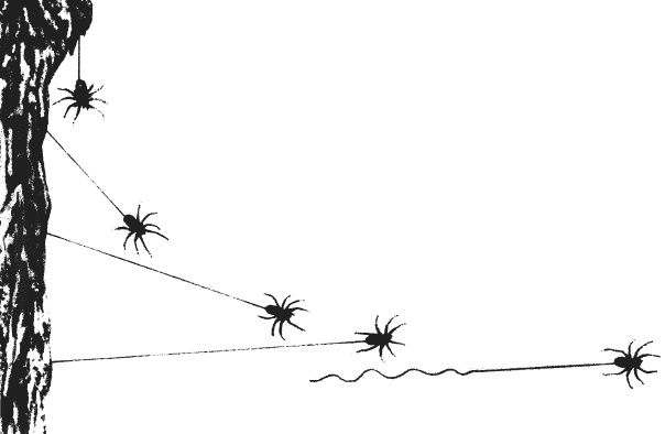 Иллюстрация к книге — Лесные шорохи [i_035.jpg]