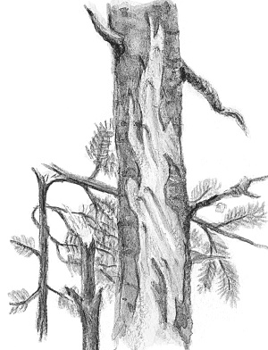 Иллюстрация к книге — Лесные шорохи [i_036.jpg]