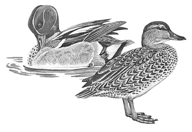 Иллюстрация к книге — Лесные шорохи [i_040.jpg]