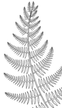 Иллюстрация к книге — Лесные шорохи [i_041.jpg]