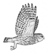 Иллюстрация к книге — Лесные шорохи [i_044.jpg]