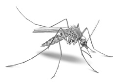 Иллюстрация к книге — Лесные шорохи [i_046.jpg]