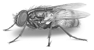 Иллюстрация к книге — Лесные шорохи [i_047.jpg]