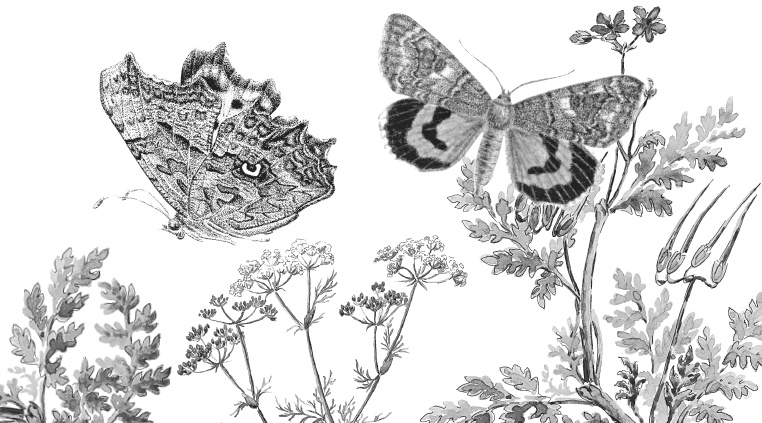 Иллюстрация к книге — Лесные шорохи [i_048.jpg]