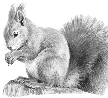 Иллюстрация к книге — Лесные шорохи [i_050.jpg]