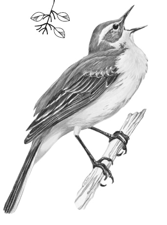 Иллюстрация к книге — Лесные шорохи [i_056.jpg]