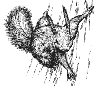 Иллюстрация к книге — Лесные шорохи [i_058.jpg]