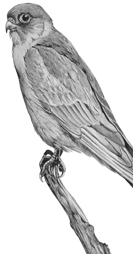 Иллюстрация к книге — Лесные шорохи [i_059.jpg]