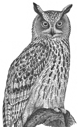 Иллюстрация к книге — Лесные шорохи [i_061.jpg]