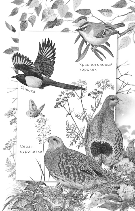 Иллюстрация к книге — Лесные шорохи [i_068.jpg]