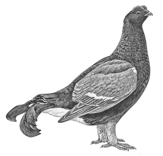 Иллюстрация к книге — Лесные шорохи [i_069.jpg]