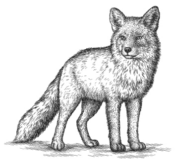 Иллюстрация к книге — Лесные шорохи [i_070.jpg]