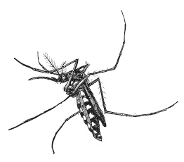 Иллюстрация к книге — Лесные шорохи [i_075.jpg]