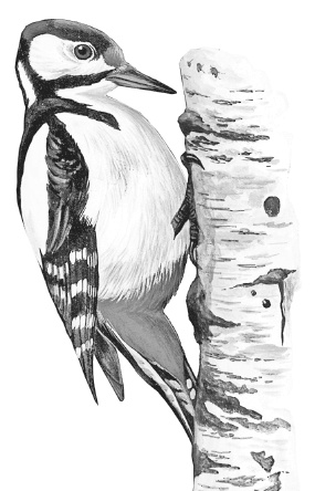 Иллюстрация к книге — Лесные шорохи [i_077.jpg]