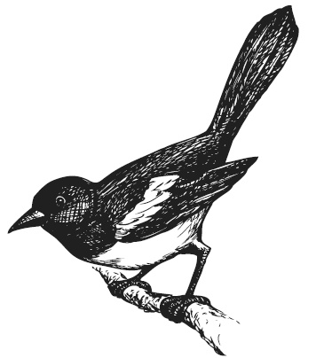 Иллюстрация к книге — Лесные шорохи [i_078.jpg]