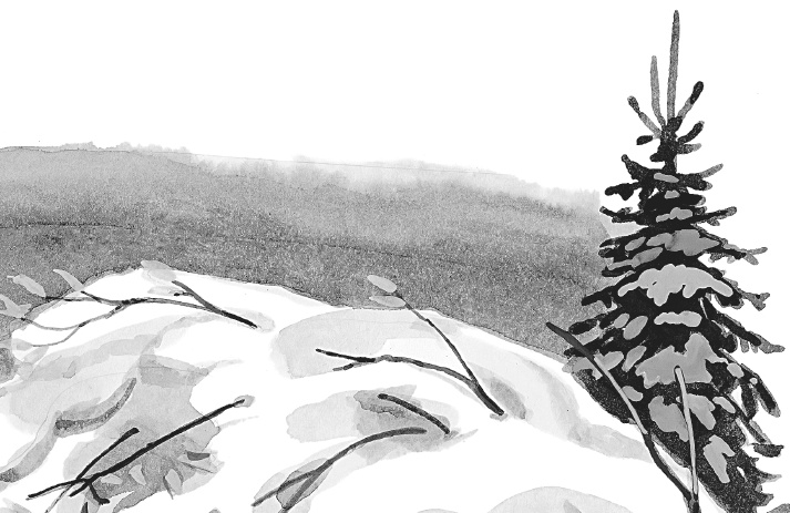 Иллюстрация к книге — Лесные шорохи [i_079.jpg]