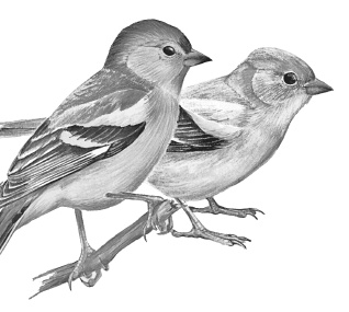 Иллюстрация к книге — Лесные шорохи [i_080.jpg]