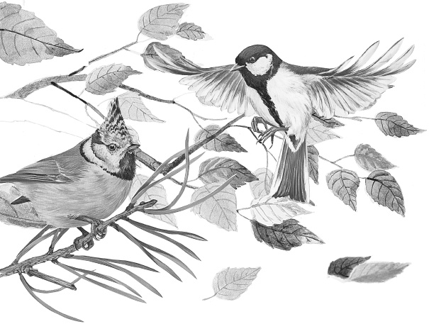 Иллюстрация к книге — Лесные шорохи [i_082.jpg]