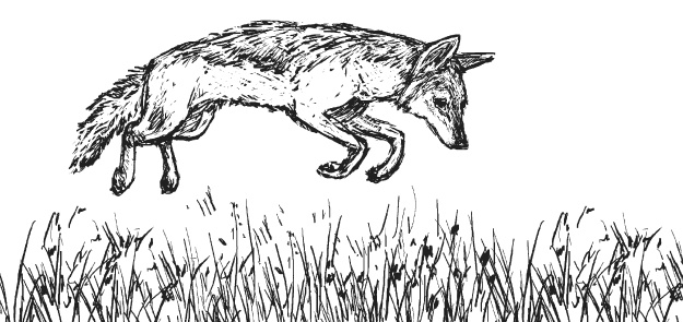 Иллюстрация к книге — Лесные шорохи [i_083.jpg]