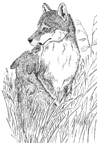 Иллюстрация к книге — Лесные шорохи [i_084.jpg]