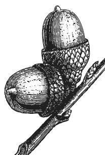 Иллюстрация к книге — Лесные шорохи [i_086.jpg]