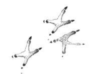 Иллюстрация к книге — Лесные шорохи [i_087.jpg]