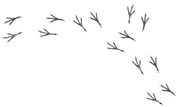 Иллюстрация к книге — Лесные шорохи [i_088.jpg]