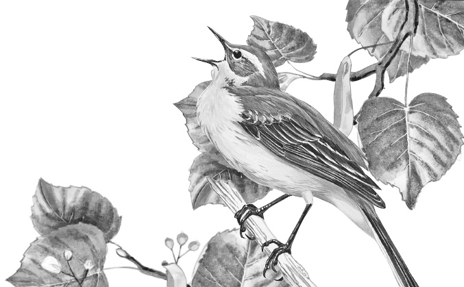 Иллюстрация к книге — Лесные шорохи [i_089.jpg]