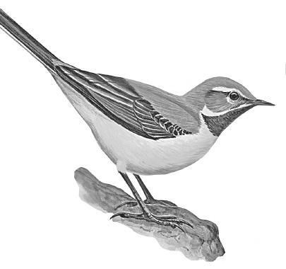 Иллюстрация к книге — Лесные шорохи [i_090.jpg]