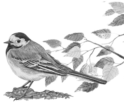 Иллюстрация к книге — Лесные шорохи [i_091.jpg]