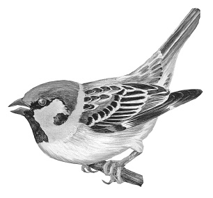 Иллюстрация к книге — Лесные шорохи [i_095.jpg]