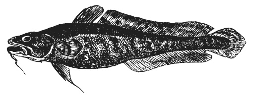 Иллюстрация к книге — Лесные шорохи [i_096.jpg]