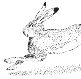 Иллюстрация к книге — Лесные шорохи [i_097.jpg]