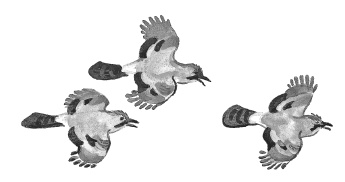 Иллюстрация к книге — Лесные шорохи [i_101.jpg]