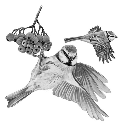 Иллюстрация к книге — Бюро лесных услуг. С вопросами и ответами для почемучек [i_001.jpg]