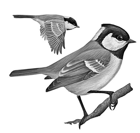 Иллюстрация к книге — Бюро лесных услуг. С вопросами и ответами для почемучек [i_002.jpg]