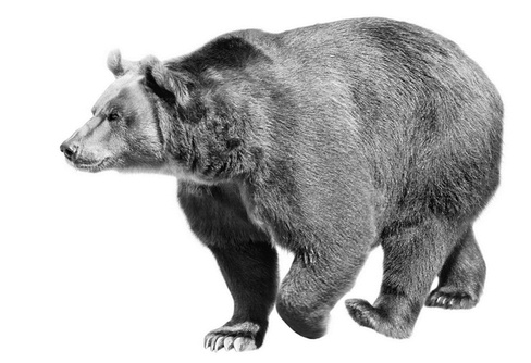 Иллюстрация к книге — Бюро лесных услуг. С вопросами и ответами для почемучек [i_005.jpg]