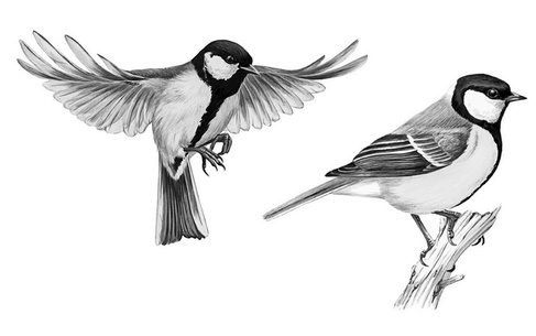 Иллюстрация к книге — Бюро лесных услуг. С вопросами и ответами для почемучек [i_010.jpg]