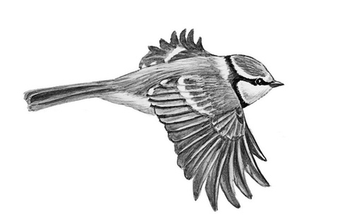 Иллюстрация к книге — Бюро лесных услуг. С вопросами и ответами для почемучек [i_011.jpg]